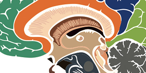 Centre for Neuro Skills